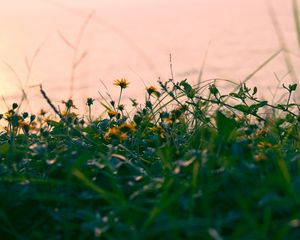Превью обои цветы, желтый, трава, растение, зелень