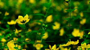 Превью обои цветы, желтый, цветение, растения