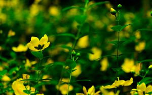 Превью обои цветы, желтый, цветение, растения