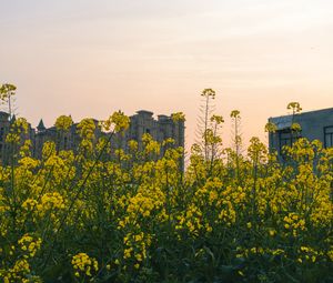 Превью обои цветы, желтый, здания, небо