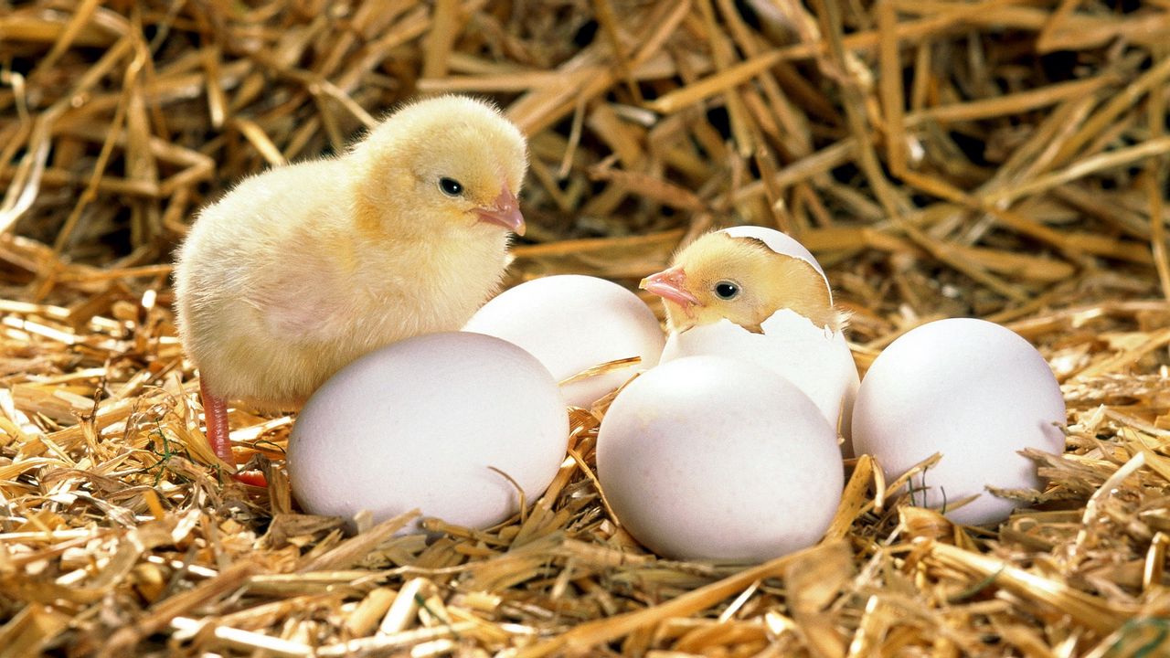Обои цыпленок, яйца, скорлупа, вылупляться, сено