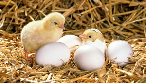 Превью обои цыпленок, яйца, скорлупа, вылупляться, сено