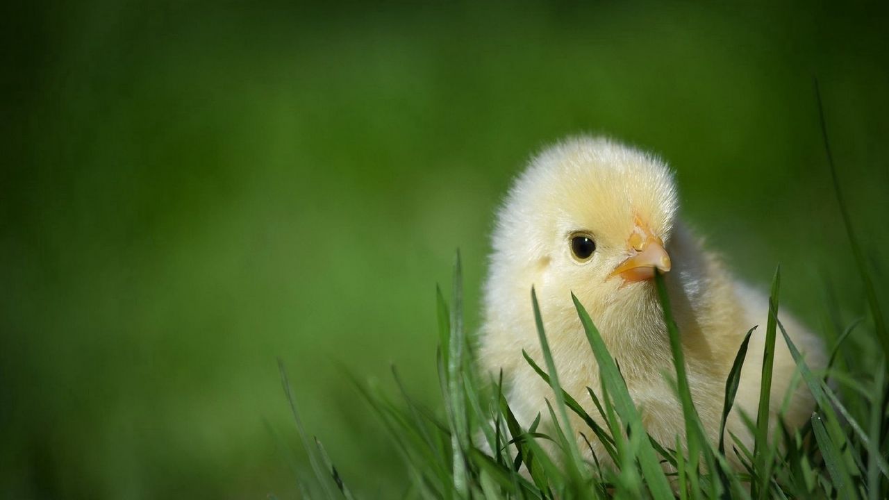 Обои цыпленок, трава, прятаться, маленький, беззащитный