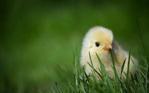 Превью обои цыпленок, трава, прятаться, маленький, беззащитный
