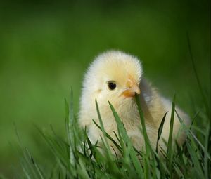 Превью обои цыпленок, трава, прятаться, маленький, беззащитный