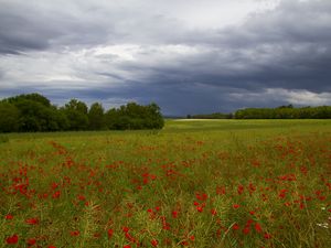 Превью обои тучи, деревья, поле, цветы