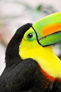 Превью обои тукан, тропическая птица, клюв, разноцветный