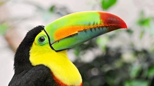 Превью обои тукан, тропическая птица, клюв, разноцветный