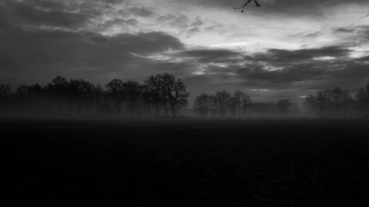 Обои туман, деревья, чб, пейзаж, темный