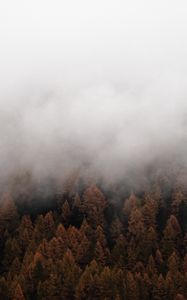 Превью обои туман, деревья, ель, лес