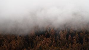 Превью обои туман, деревья, ель, лес