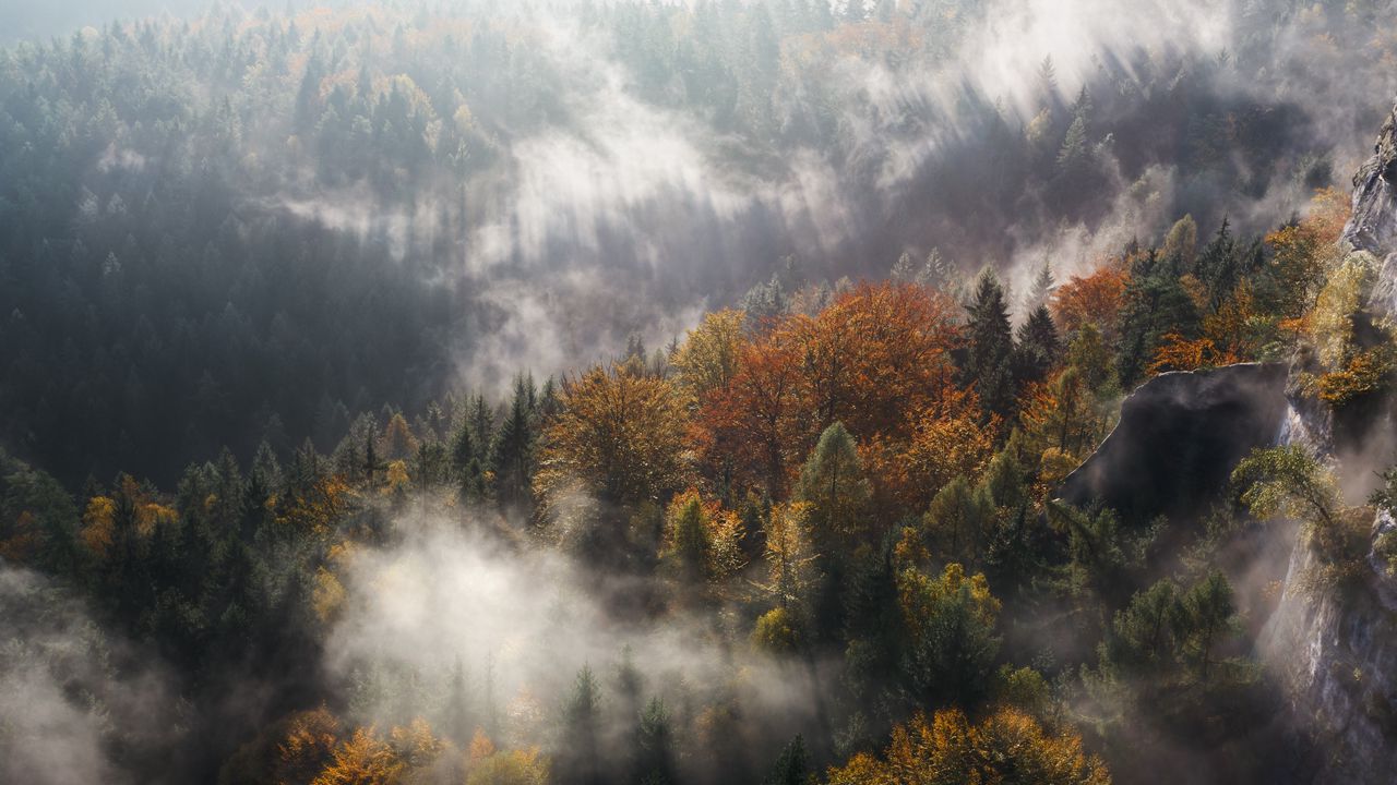 Обои туман, деревья, горы, вершина
