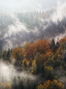 Превью обои туман, деревья, горы, вершина