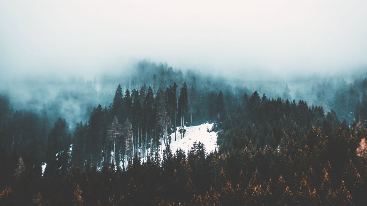 Обои туман, деревья, лес, снег