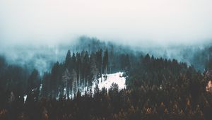Превью обои туман, деревья, лес, снег