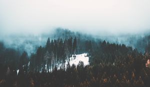 Превью обои туман, деревья, лес, снег