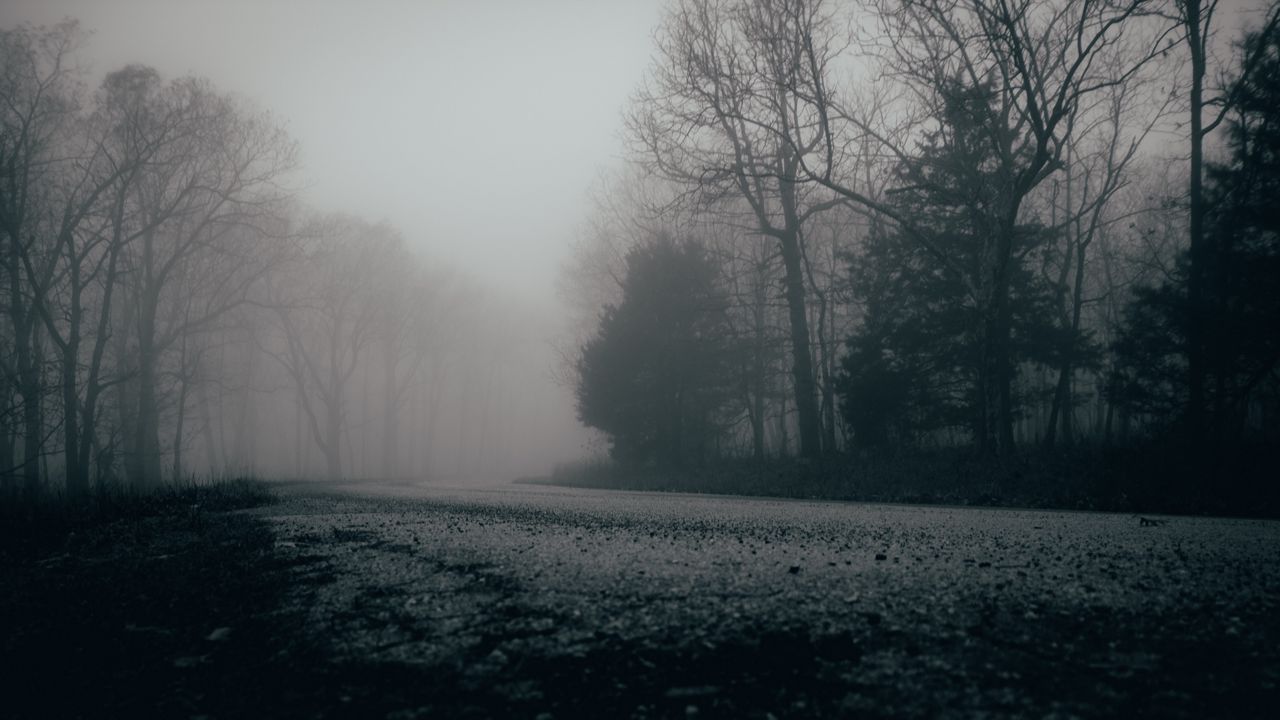 Обои туман, деревья, лес, мрачно
