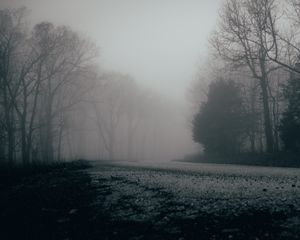 Превью обои туман, деревья, лес, мрачно