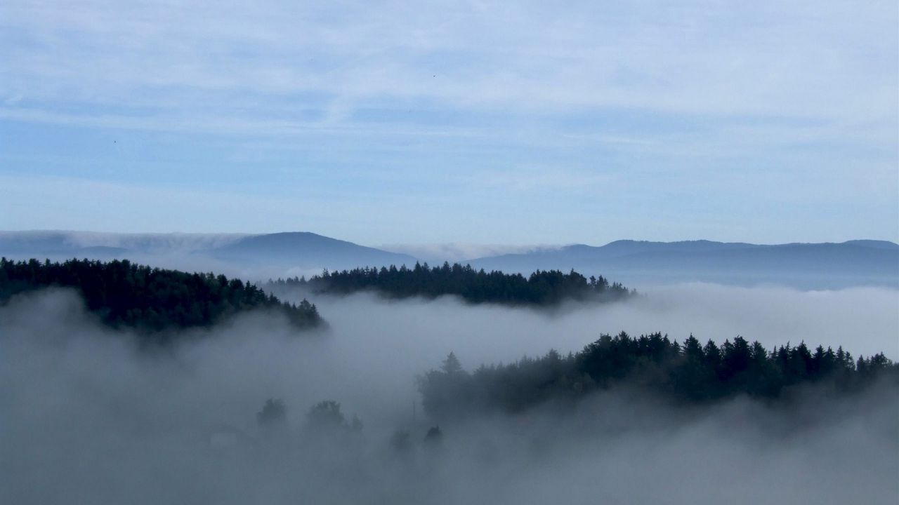 Обои туман, деревья, небо