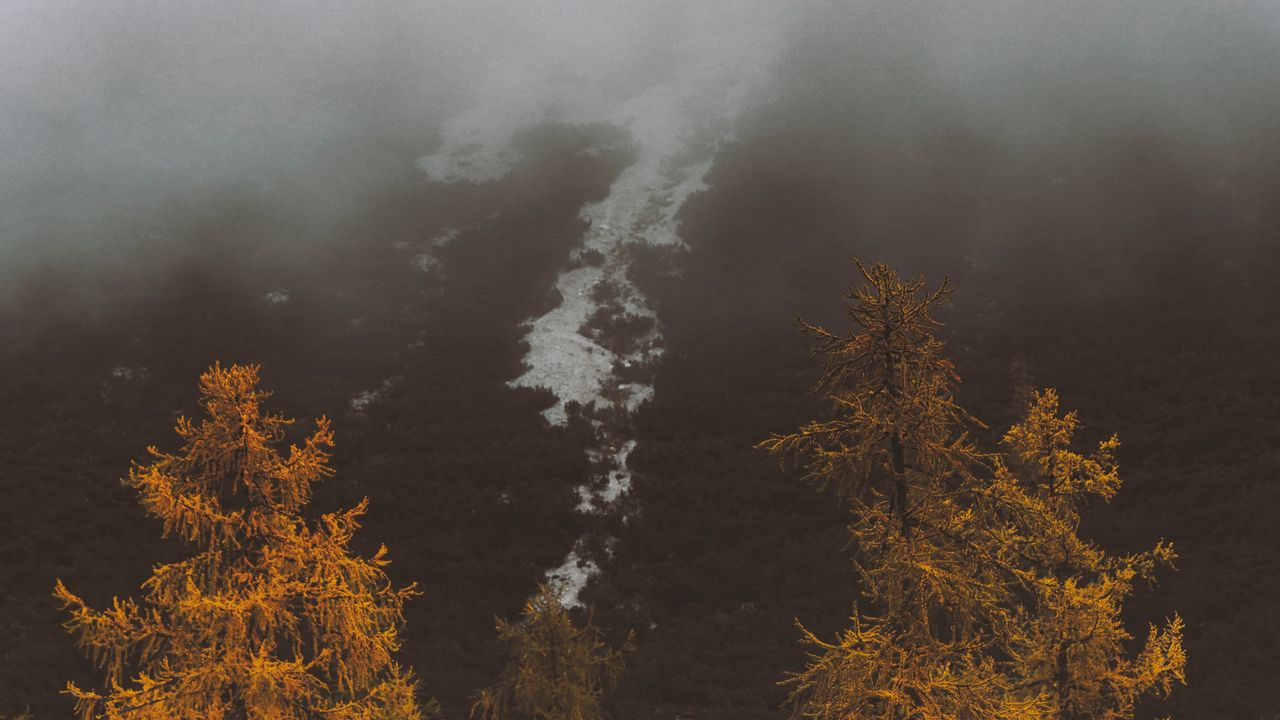 Обои туман, деревья, осень, склон
