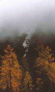 Превью обои туман, деревья, осень, склон