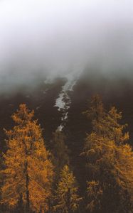 Превью обои туман, деревья, осень, склон