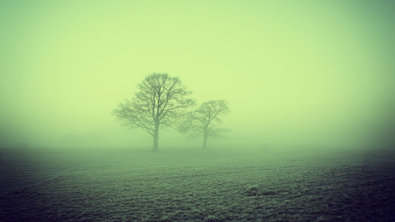 Обои туман, деревья, поле, природа