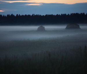 Превью обои туман, деревья, поле, очертания