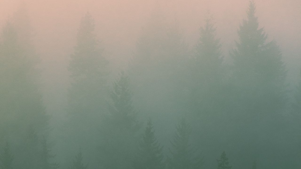 Обои туман, деревья, силуэты, мгла