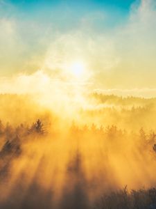 Превью обои туман, деревья, свет, солнце, природа