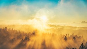 Превью обои туман, деревья, свет, солнце, природа