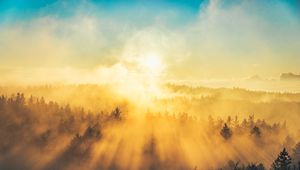 Превью обои туман, деревья, свет, солнце, природа