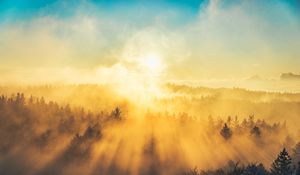 Превью обои туман, деревья, свет, солнце, природа