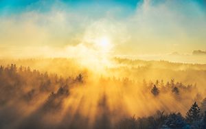 Превью обои туман, деревья, свет, солнце, природа