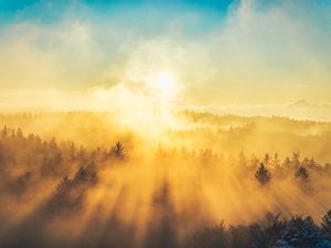 Превью обои туман, деревья, свет, солнце, природа