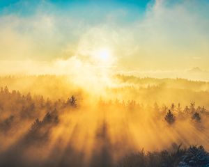 Превью обои туман, деревья, свет, солнце, природа