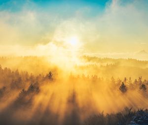 Превью обои туман, деревья, свет, солнце, природа