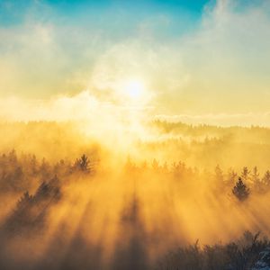 Превью обои туман, деревья, свет, солнце, природа
