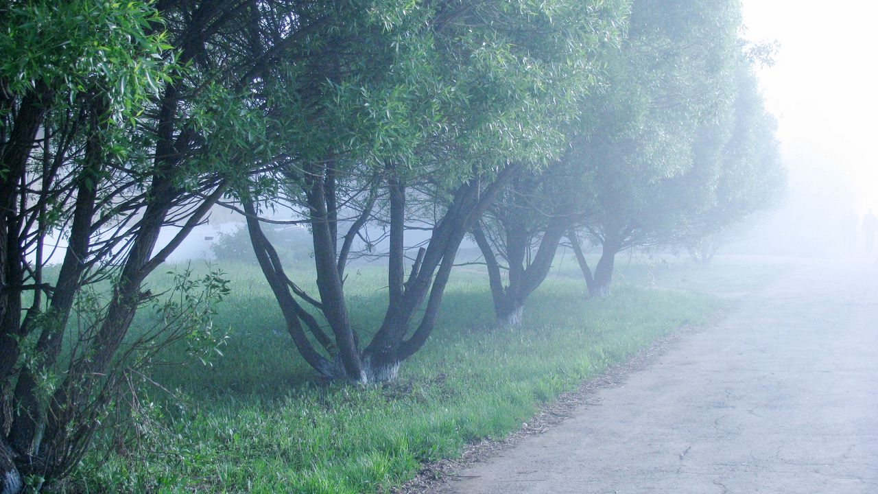 Обои туман, деревья, утро, прохлада
