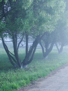 Превью обои туман, деревья, утро, прохлада