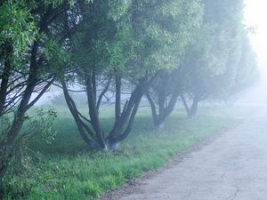 Превью обои туман, деревья, утро, прохлада