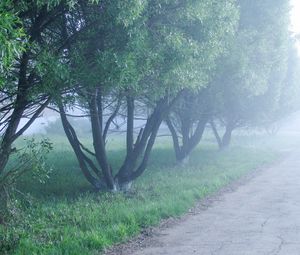 Превью обои туман, деревья, утро, прохлада