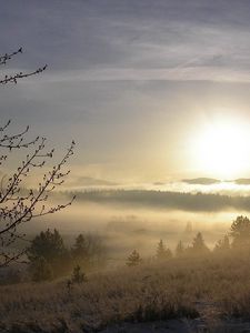 Превью обои туман, дерево, почки, снег, трава, рассвет