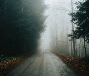 Превью обои туман, дорога, деревья, ветки, осень