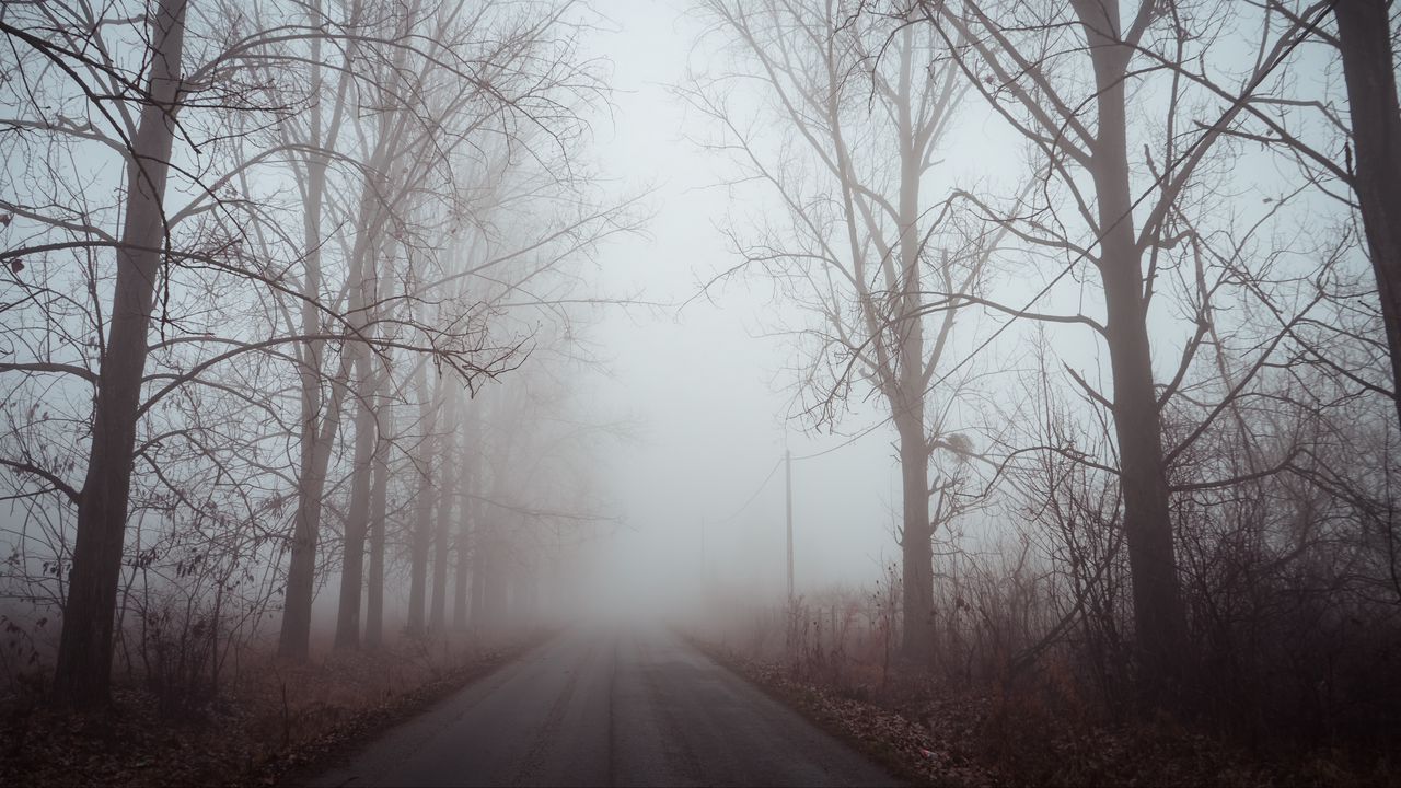 Обои туман, дорога, деревья, рассвет, тишина
