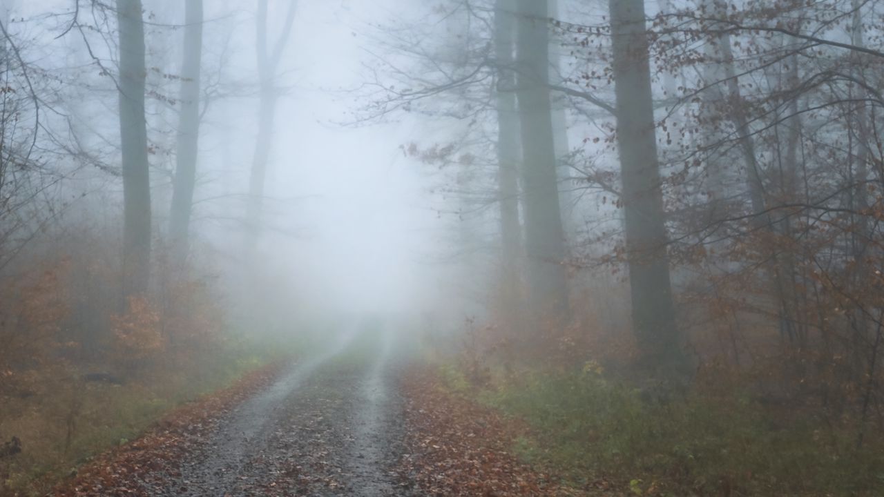 Обои туман, дорога, деревья, лес, осень