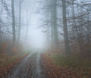 Превью обои туман, дорога, деревья, лес, осень