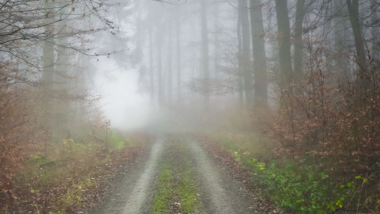 Обои туман, дорога, лес, деревья, природа