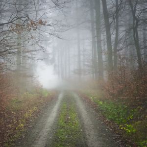 Превью обои туман, дорога, лес, деревья, природа