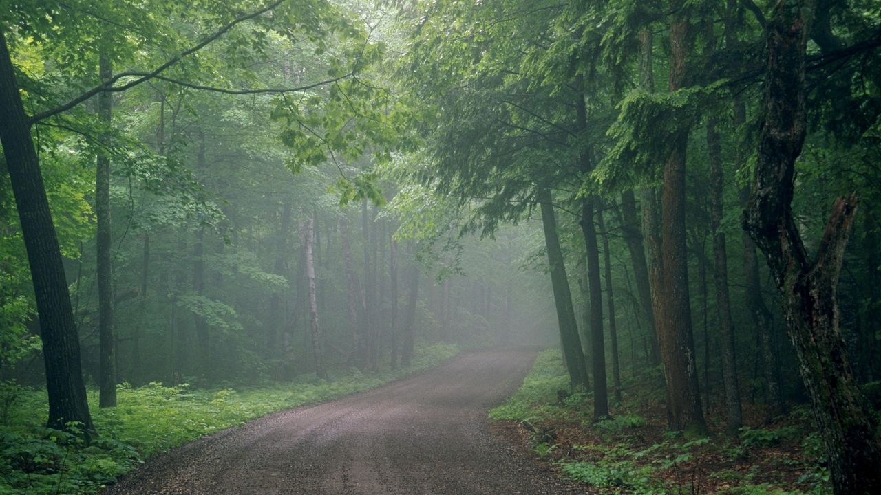Обои туман, дорога, лес, неизвестность, мгла